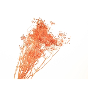 Bupleurum Pink