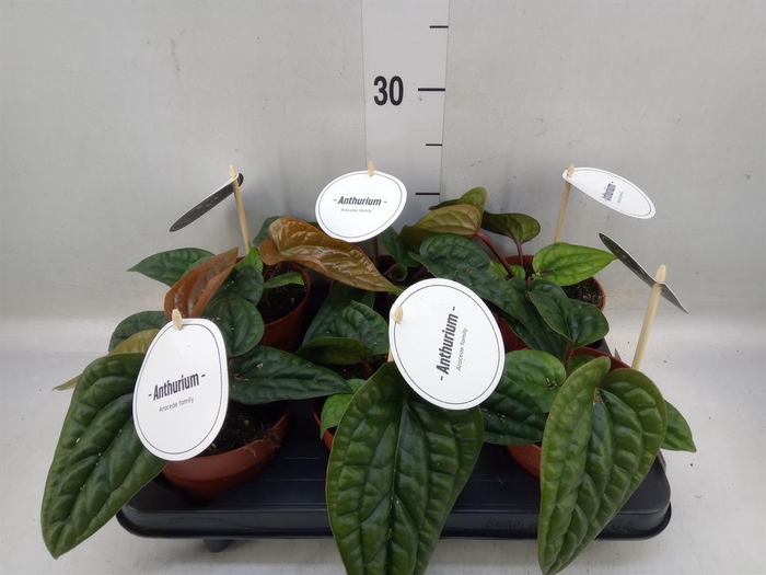 <h4>Anthurium   ...</h4>