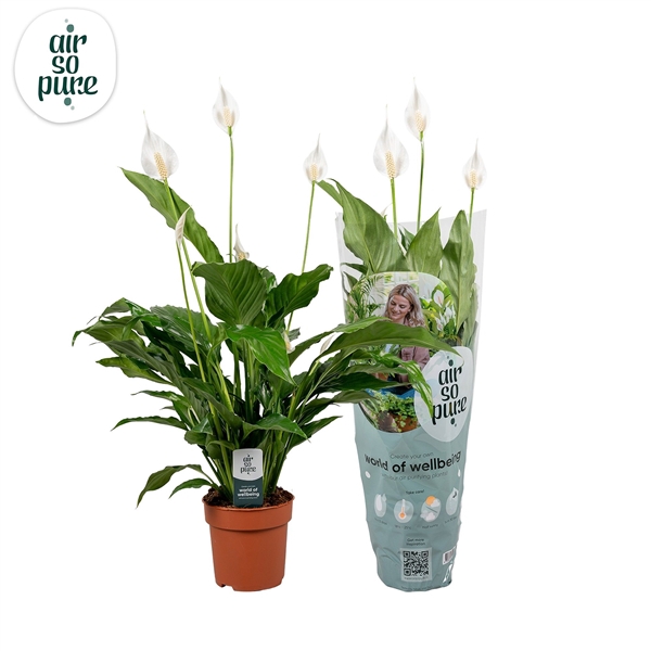 <h4>Spathiphyllum 13 cm Sweet Chico Air So Pure hoes + steker</h4>