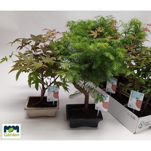 BONSAI GEM