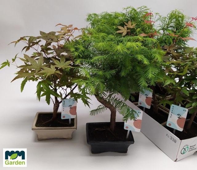 <h4>BONSAI GEM</h4>