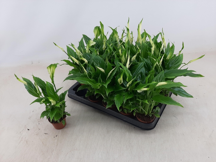 <h4>SPATH CHOPIN</h4>