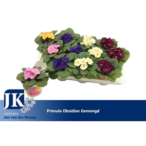 Primula gemend Winterhard