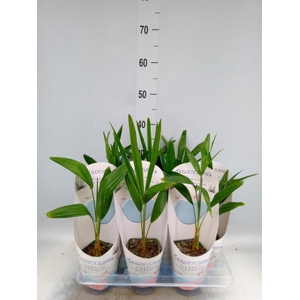 Trachycarpus fortunei