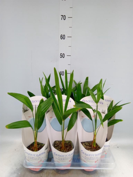 <h4>Trachycarpus fortunei</h4>