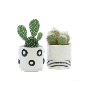 Cactus 5,5 cm in circle stripe pattern sierpot