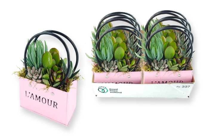 <h4>ARR SUCCULENTEN</h4>