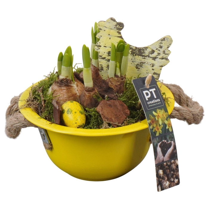 <h4>Arr.  Narcissus Tete Tete L%</h4>