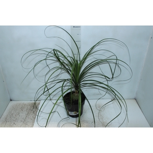 BEAUCARNEA P17