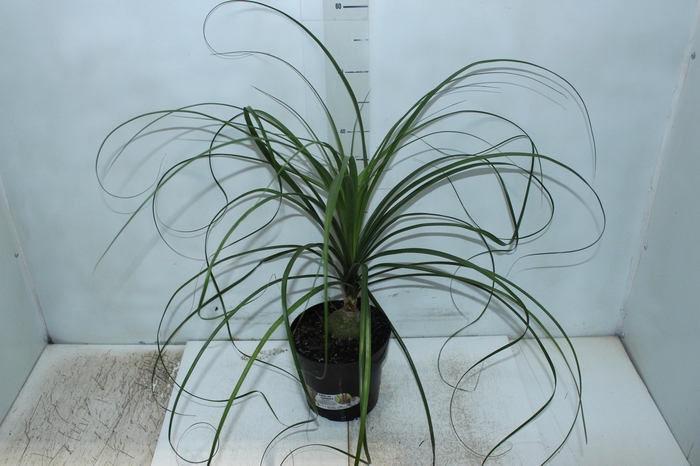 <h4>BEAUCARNEA P17</h4>