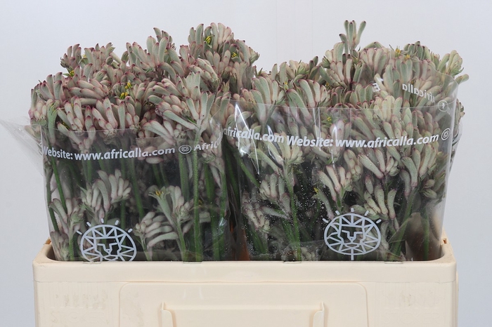 <h4>Anigozanthos Cape Gray Moss</h4>
