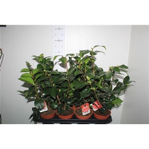 Camellia Japonica 10+
