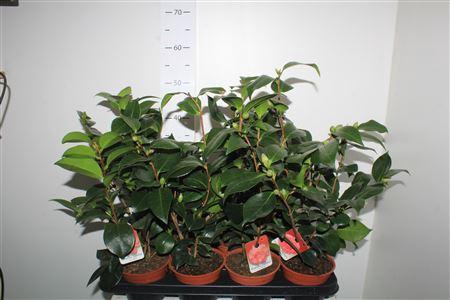 <h4>Camellia Japonica 10+</h4>