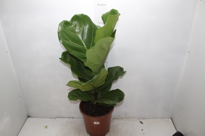 <h4>FICUS LYRATA P24</h4>