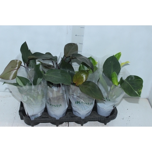PHILODENDRON VARIADO P12