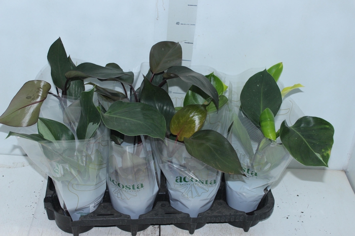 <h4>PHILODENDRON VARIADO P12</h4>
