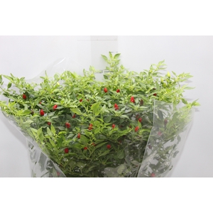 PIMENTA MALAGUETINHA P24