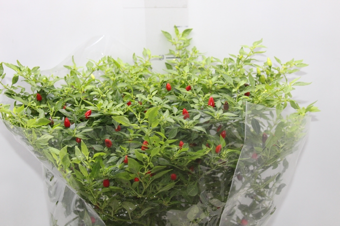 PIMENTA MALAGUETINHA P24