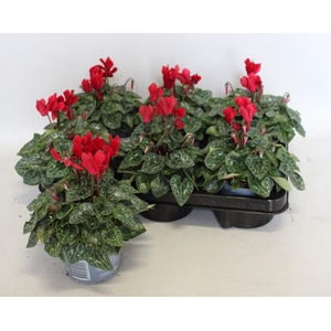 Cyclamen Super Serie Wine Red