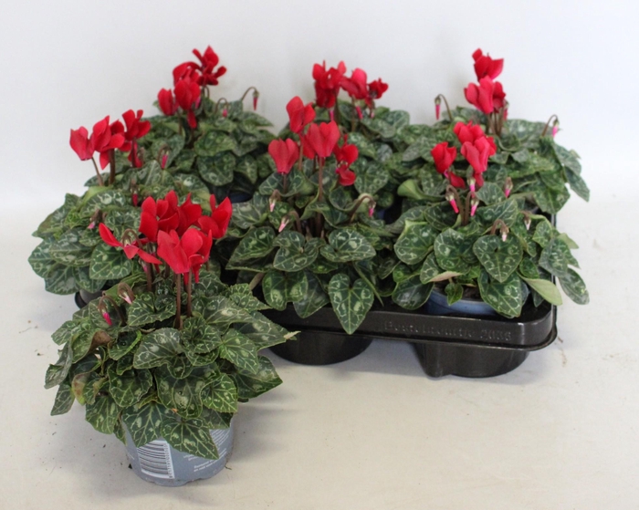 <h4>Cyclamen Super Serie Wine Red</h4>