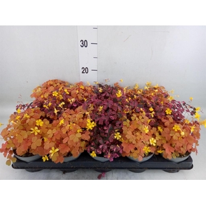 Oxalis   ...mix