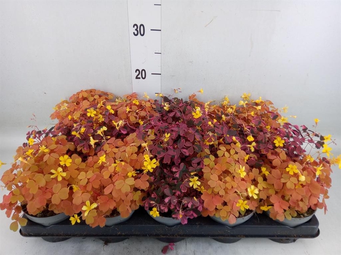 <h4>Oxalis   ...mix</h4>