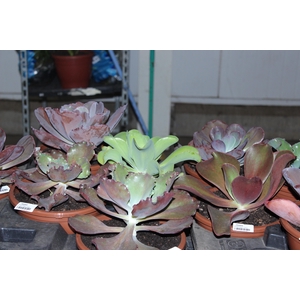 PEPEROMIA MELANCIA C13