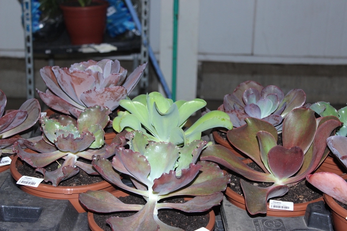 <h4>PEPEROMIA MELANCIA C13</h4>