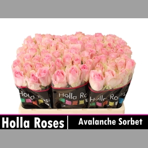 R GR AVALANCHE SORB+