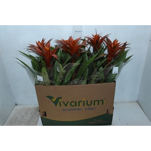 GUZMANIA OLIMPIADA P14