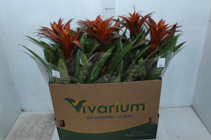 <h4>GUZMANIA OLIMPIADA P14</h4>