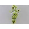 Dried Artz Bougainvillea Van Gogh Bunch Slv