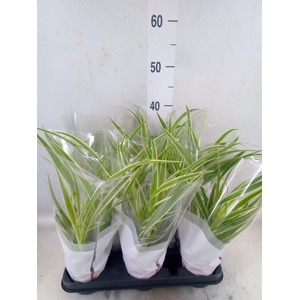 Chlorophytum com. 'Variegatum'