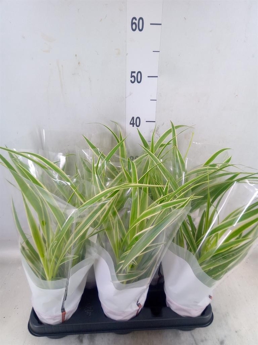 <h4>Chlorophytum com. 'Variegatum'</h4>