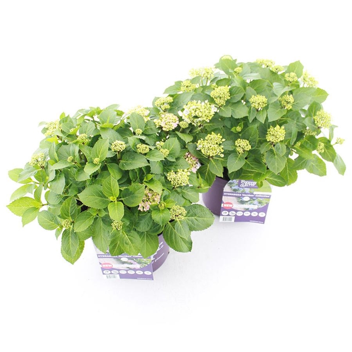 <h4>Hydrangea macr. Forever & Ever® 'Hortbux'® MIX C5 (23cm.) Kn.</h4>