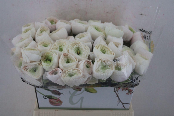 <h4>Ran Cloni Ex Hanoi</h4>