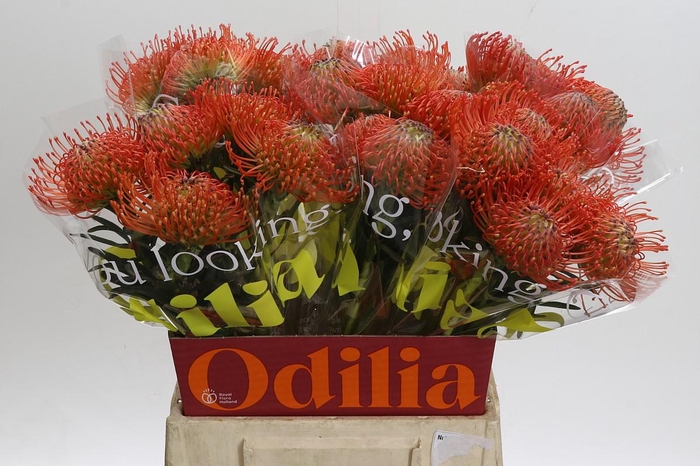 <h4>Nutans Succession</h4>