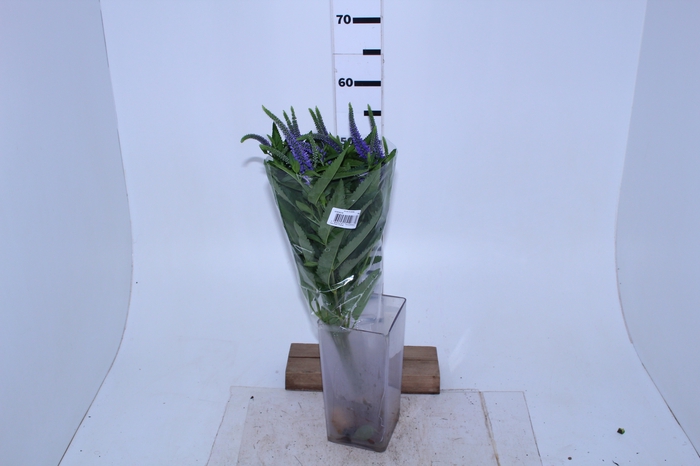 VERONICA LONGIFOLIA SKYLER BLUE 060 CM AZUL