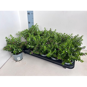 CUPH HYSS GEM IN POT