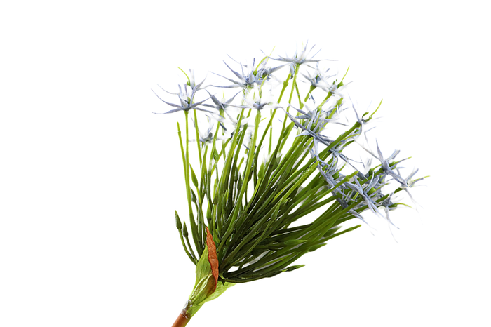 Allium Blue