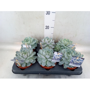Echeveria   ...