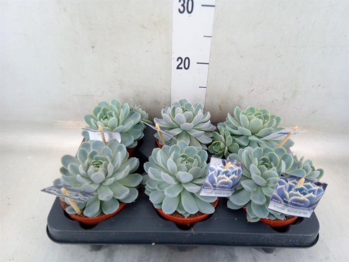 <h4>Echeveria   ...</h4>