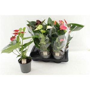 ** Anthu An Gem 4 Kl 4+ P17 * Spring Deal *