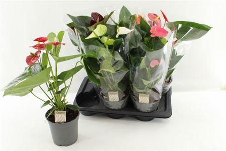 <h4>** Anthu An Gem 4 Kl 4+ P17 * Spring Deal *</h4>