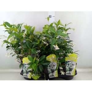 Trachelospermum jasm.