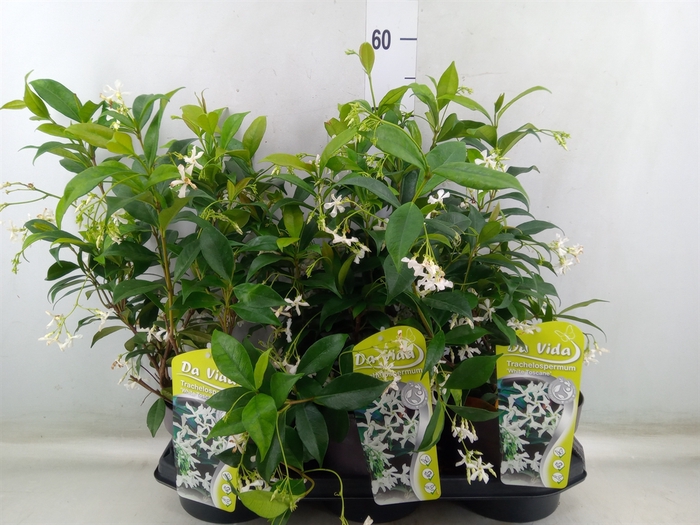 <h4>Trachelospermum jasm.</h4>