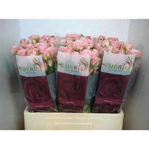 R Tr Madam Bombastic