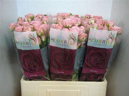 <h4>R Tr Madam Bombastic</h4>