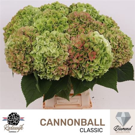 <h4>Hydr M Cannonball Cl</h4>