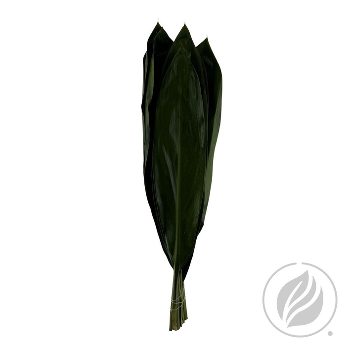 <h4>Cordyline Green Tie 80cm</h4>